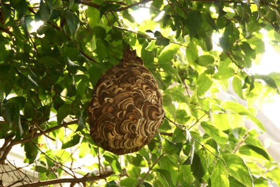 4 スズメバチの巣.jpg