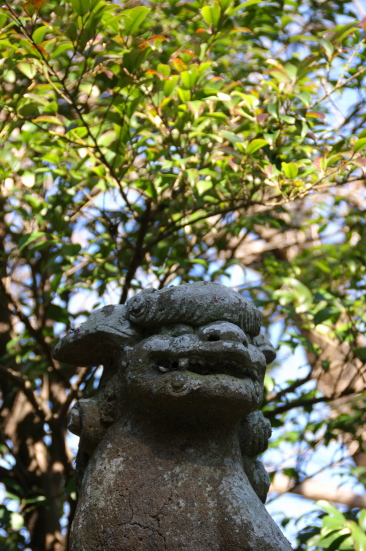 御霊神社の狛犬・阿.JPG
