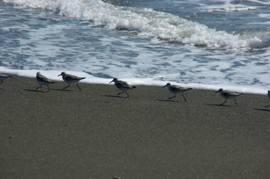 海辺を走る千鳥の一群.JPG