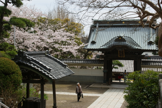 龍口寺の桜.JPG